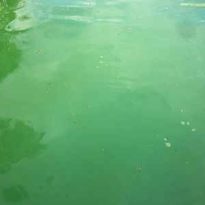 Meet your Posher, Gregg